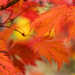 成本人视频免费网站 n08psiwr