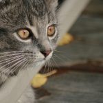 JAVA日本免费 x4el53