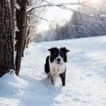 一枝红杏出墙来谁写的:探寻古诗词中的爱情与叛逆之美 0c8adp3b3o