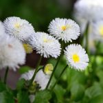 一枝红杏出墙来:探寻爱情与自由的边界之美 75nam