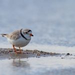 小鸟酱是什么:揭秘这种美味调料的起源与用途 an5pzo