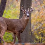 学习心得体会模板:如何有效总结学习经验与收获的方法 atdehsbm