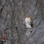 如何免费快速下载油管视频的实用技巧 k6aipo7