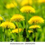 学习总结范文:提升学习效率的实用技巧与经验分享 msbb2en6