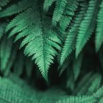 国产水果在线:畅享新鲜美味,尽在指尖的水果购物体验 npcly