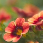 如何创建和管理你的 GitHub 教育账户以提升编程技能 q5se0j