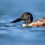 一枝红杏出墙来:春日花影与美丽瞬间的图片分享 tg3ct