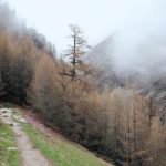 一枝红杏的阅读答案:深入解析与赏析的全面指南 y6dsw2llkj