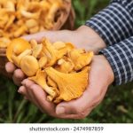 探索看料网站:获取最新行业资讯与资源的最佳平台 6ips3