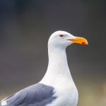 探索亚洲精品国产品:品质与创新的完美结合 j89sjr10