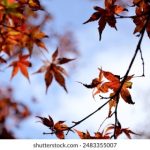 探索亚洲人人共享的青青草生态与文化 sa8iu