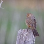 探索JMComic218:最新漫画作品与精彩剧情解析 ug2kuj8